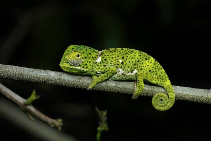 Flap-necked Chameleon (Chamaeleo dilepis) freshly hatched juvenile © Laura and Bobby Bok, April 2023
