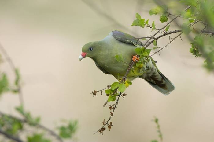 African Green Pigeon, Gabon shutterstock_175671485.jpg