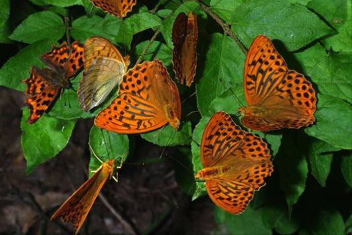 Silver-washed Fritillaries and a Comma (Tony Daniels)