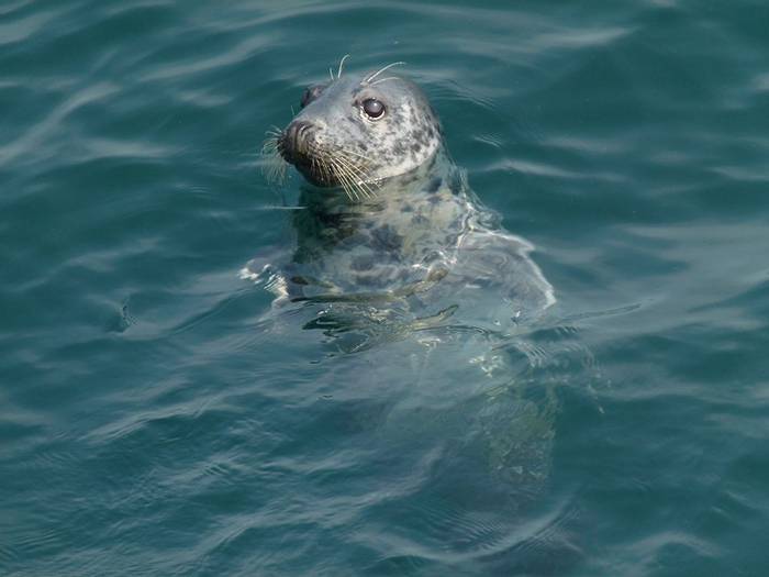 Grey Seal (Mike Langman).jpg