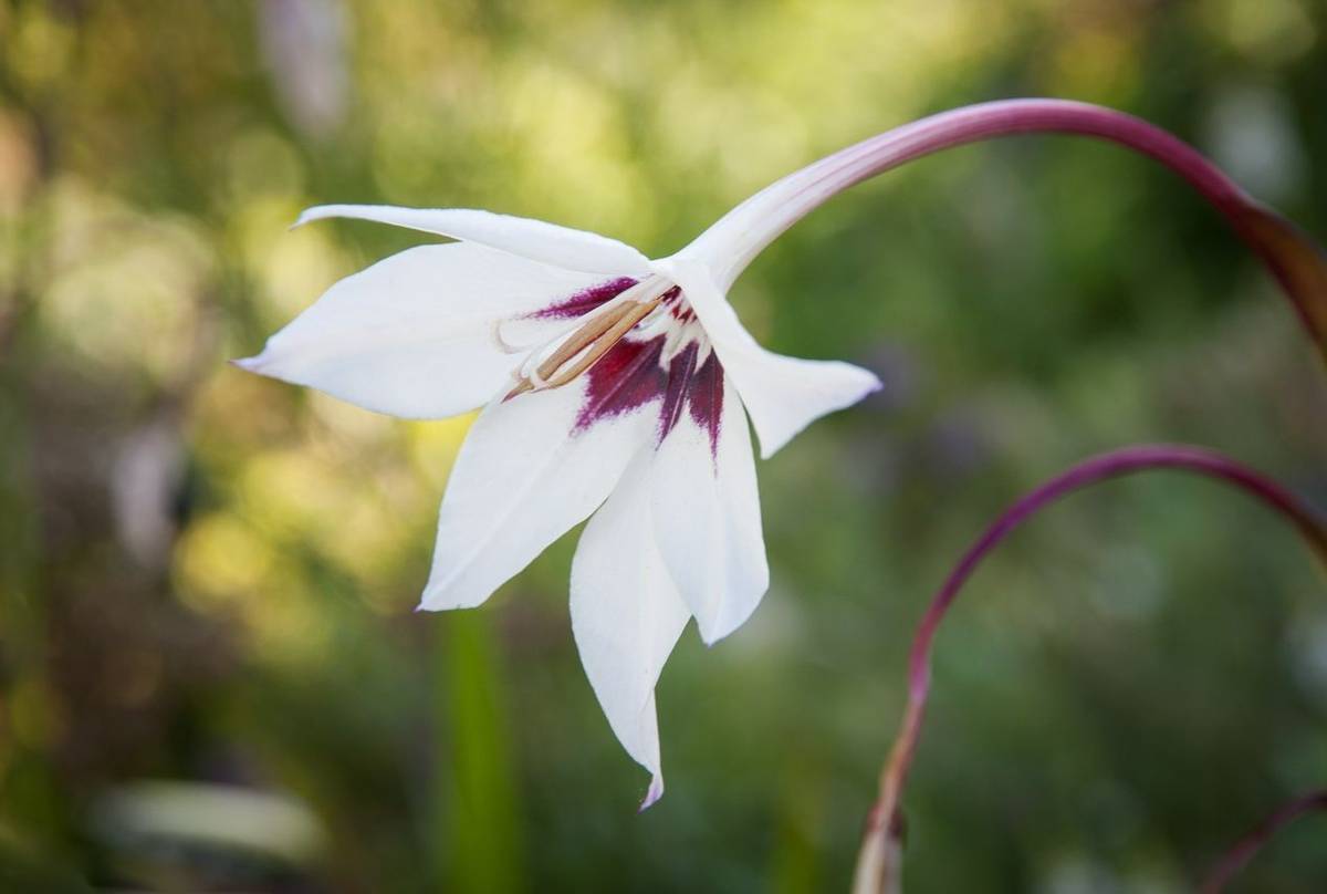 Ethiopia S Wild Flowers Archaeology Naturetrek