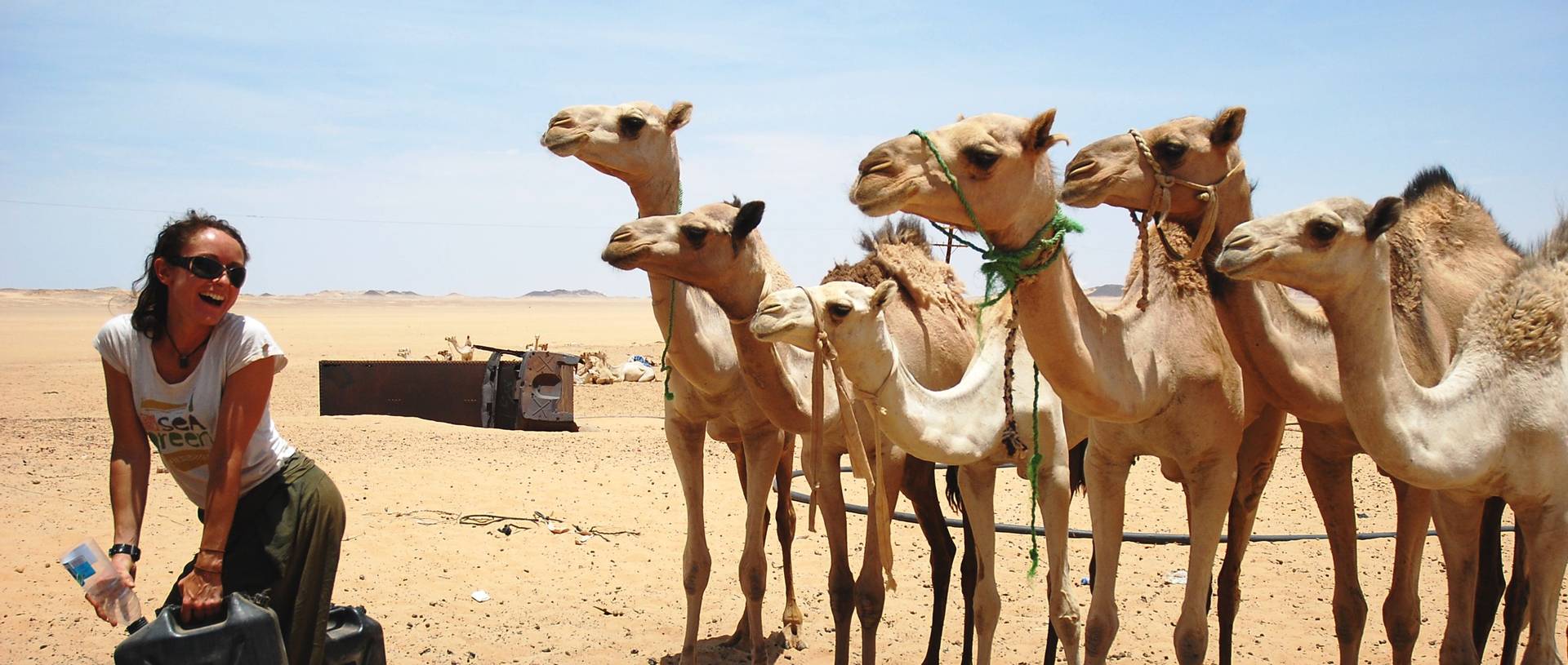 Camels At The Well