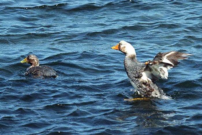 Falkland Flightless Steamer Duck (Dave Shute)