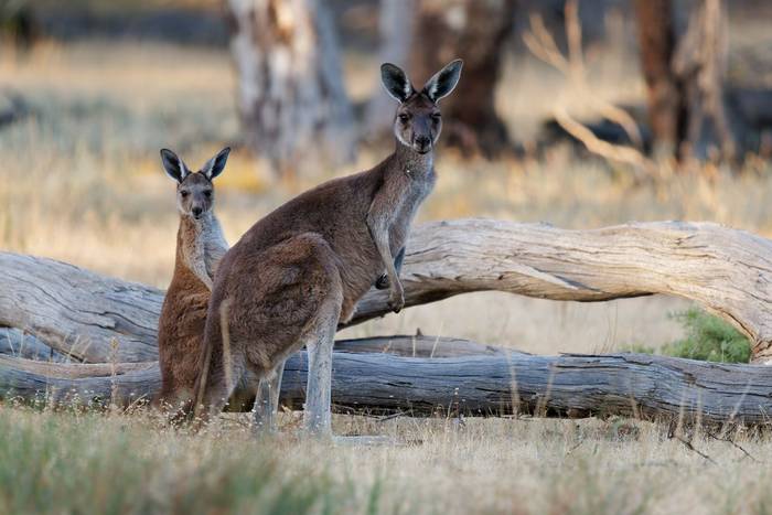 Western Grey Kangaroo, Australia shutterstock_2264122989.jpg
