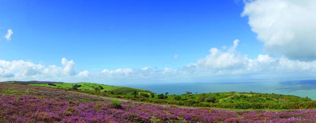View from Selworthy Beacon, England UK near Exmoor and west of Minehead on the south west coast path with purple heather