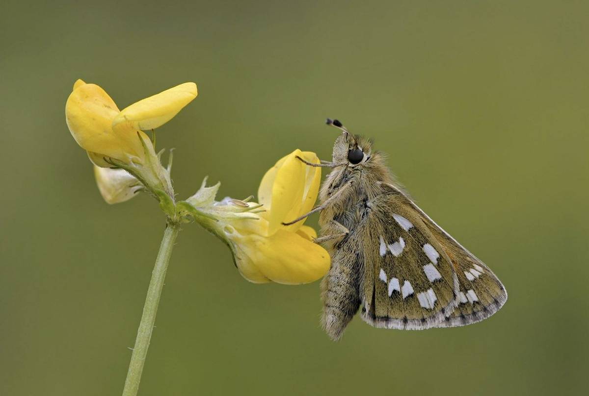 Silver-spotted Skipper (Hesperia comma)