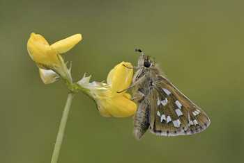 Silver-spotted Skipper (Hesperia comma)