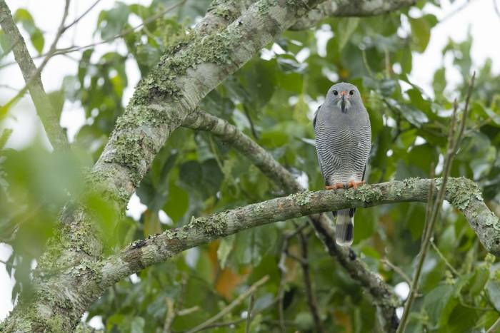 lizard buzzard_2R54234.jpg