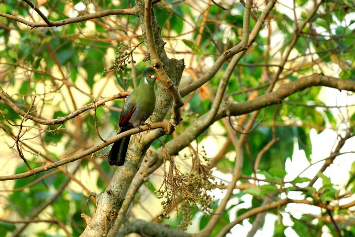 White-cheeked Turaco