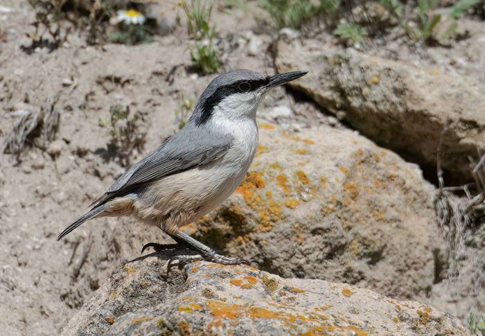 Eastern Rock Nuthatch © Chris Griffin, May 2025.jpg