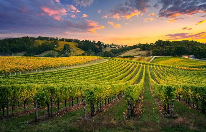 Beautiful Vineyard in the Adelaide Hills Beautiful Vineyard in the Adelaide Hills