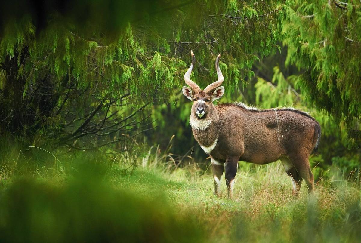 Mountain Nyala, Ethiopia Shutterstock 685218289 (1)