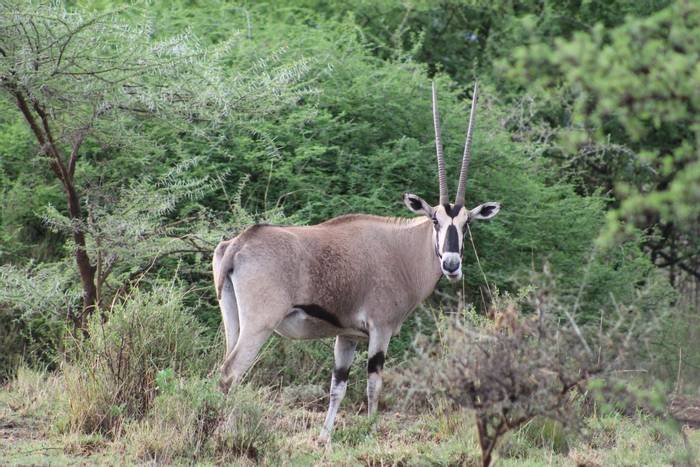 Beisa Oryx, Awash National Park, Ethiopia shutterstock_1075894421.jpg
