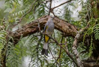 Grey Silky-flycatcher, Mexico shutterstock_2336857497.jpg