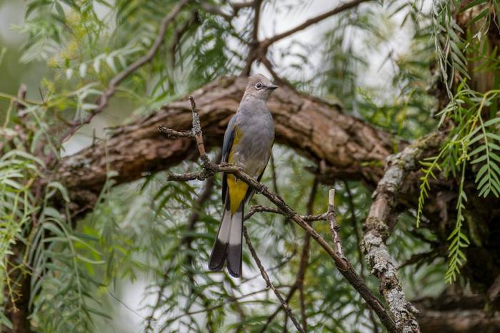 Grey Silky-flycatcher, Mexico shutterstock_2336857497.jpg