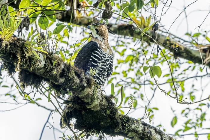 Ornate Hawk Eagle, Bosque de Paz, Costa Rica, 6 April 2022, KEVIN ELSBY FRPS.jpg