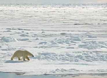 Spitsbergen - Realm of the Polar Bear
