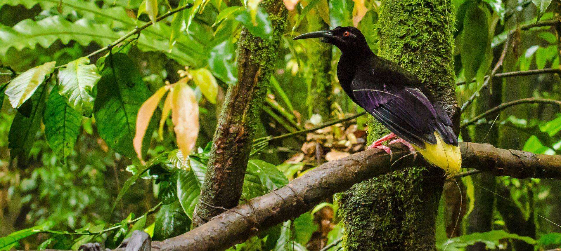 Twelve Wired Bird Of Paradise, Papua New Guinea Shutterstock 646269940