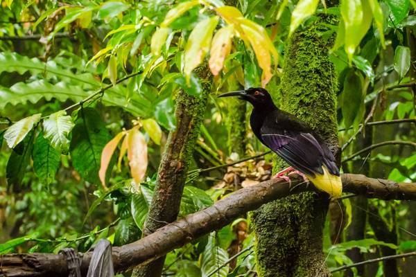 Twelve Wired Bird Of Paradise, Papua New Guinea Shutterstock 646269940