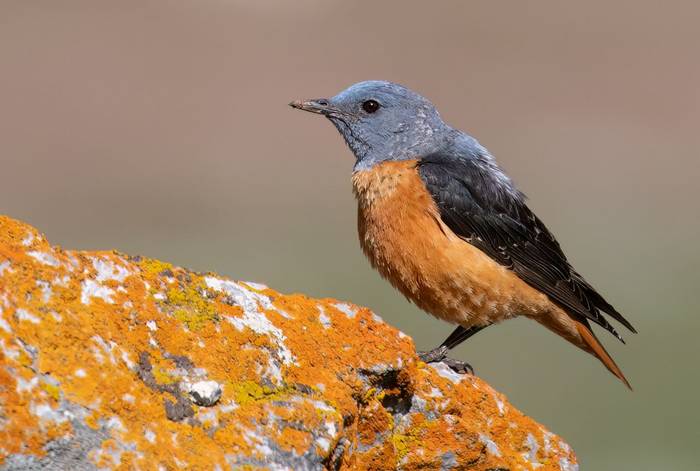 Rock Thrush © Chris Griffin, May 2025.jpg