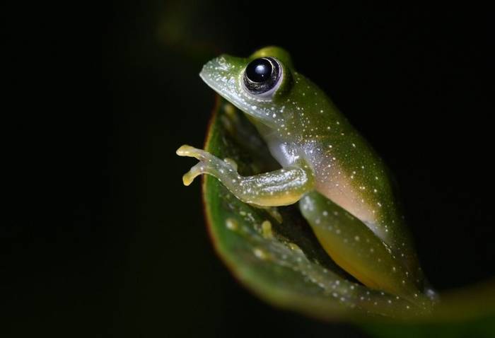 Chiriqui Glass Frog (Cochranella pulverata) © Alejandro Grajales