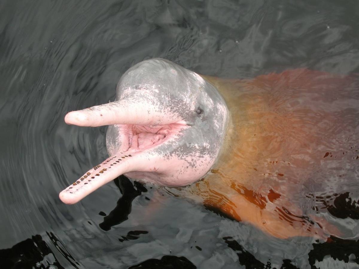 Amazon River Dolphin. Shutterstock 19293832