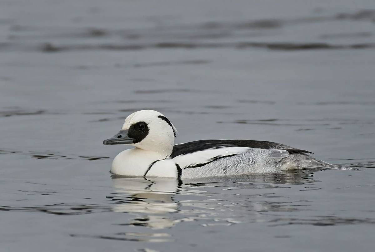 Smew shutterstock_791109538.jpg