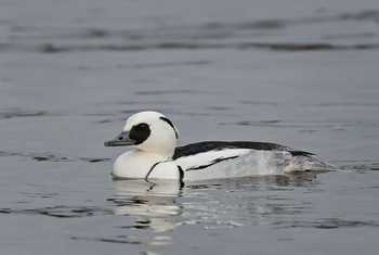 Smew shutterstock_791109538.jpg
