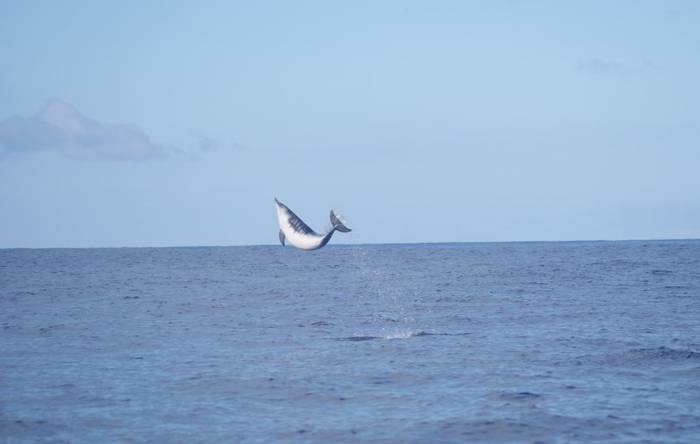Atlantic Spotted Dolphin (Ed Drewitt)