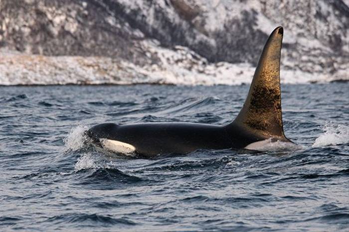 Orca,-Norway-shutterstock_438515944.jpg