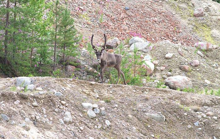 Forest Reindeer in a quary © Jan Kelchtermans.jpg