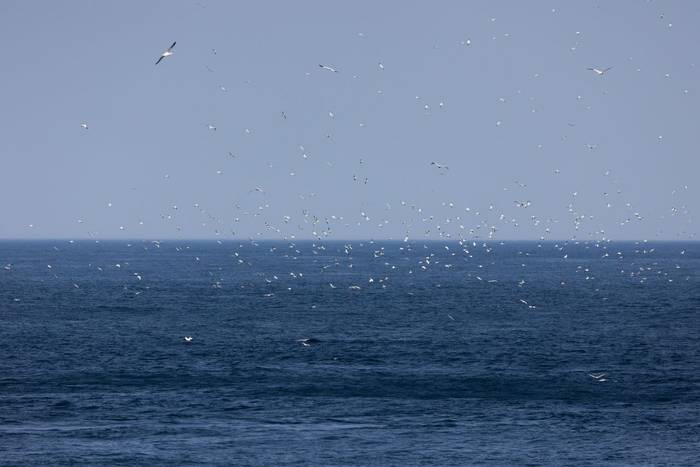Gannets, Ailsa Craig (Sara Frost).jpg