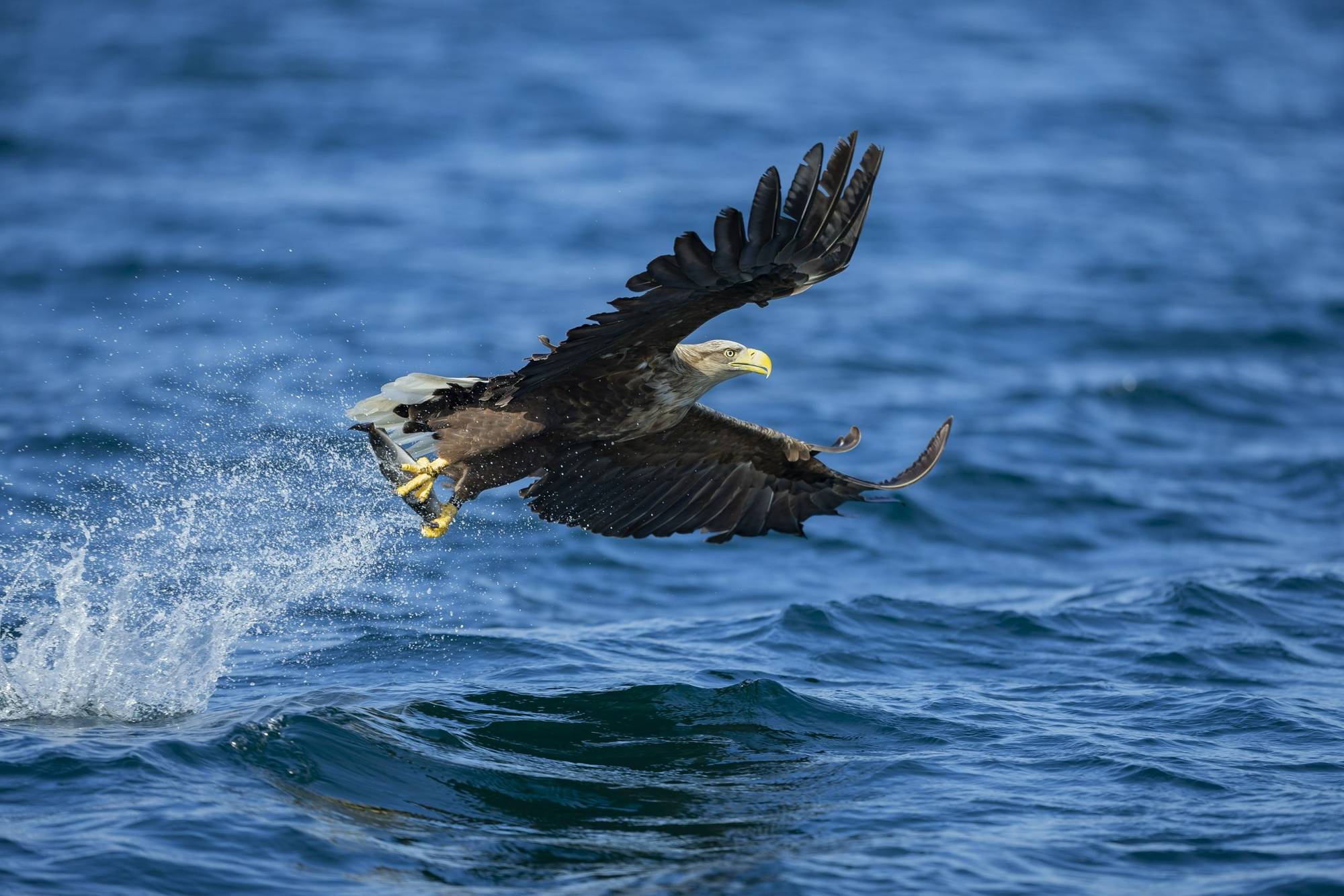 British Wildlife Photography Tours with Oliver Smart