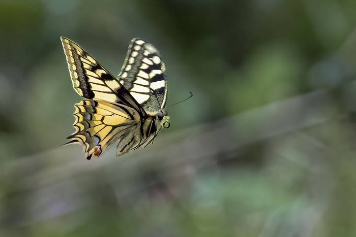 Swallowtail © Alun Gee