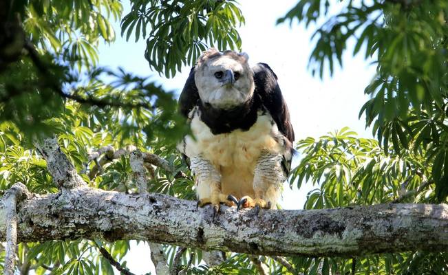 Harpy Eagle, Brazil shutterstock_1269634270.jpg