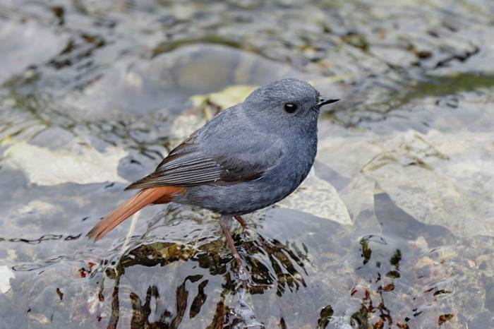 Plumbeous Redstart © participant Alex Kozlenkov, March 2025