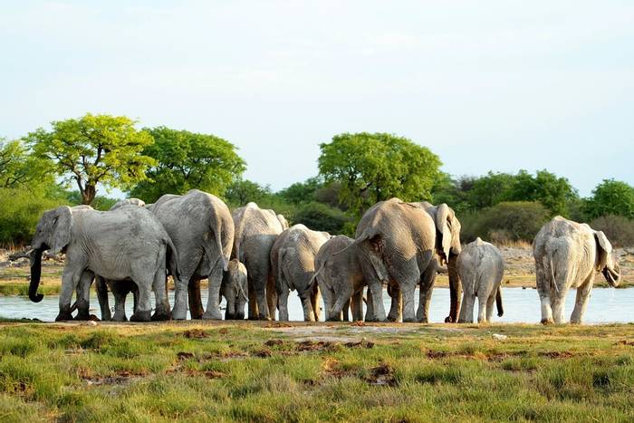 African Elephants © Neil Macleod