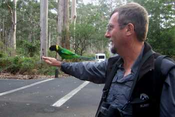 Peter the guide with Ringneck Parrots at The Gloucester Tree(Peter Taylor)