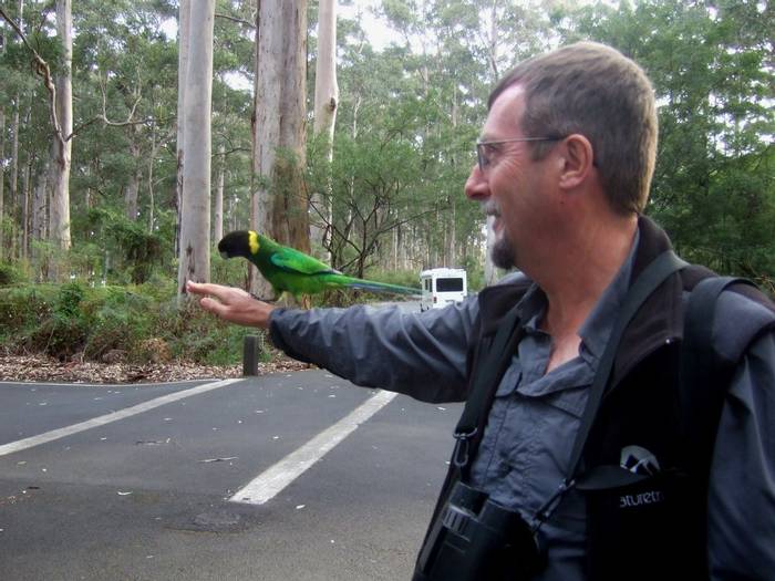 Peter the guide with Ringneck Parrots at The Gloucester Tree(Peter Taylor)