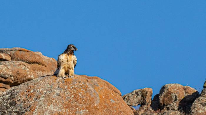 Subadult Bearded Vulture (Soaring Expeditions)