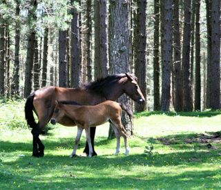 Portugal Green Walks-Explore Peneda Geres National Park (15).JPG