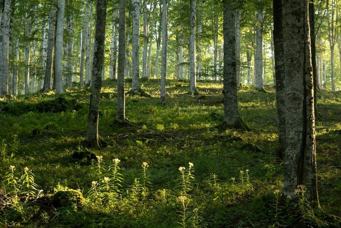 Habitat of alpine salamanders  © Simone Giachello