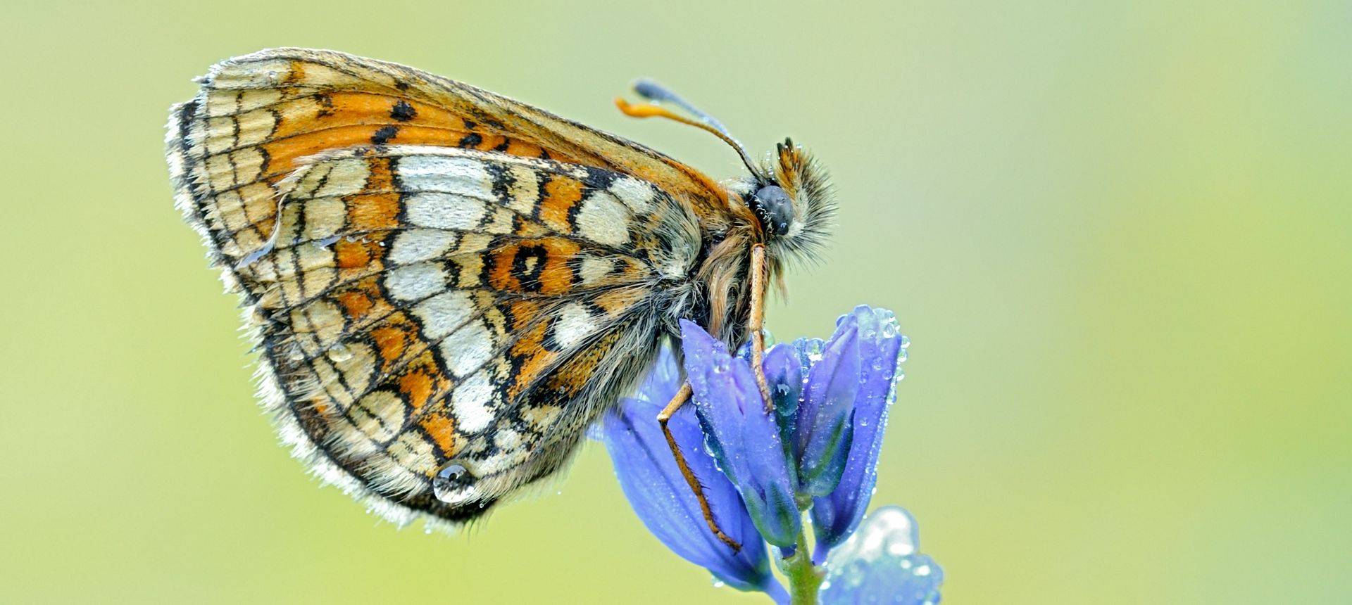 Grison'S Fritillary Shutterstock 402479965