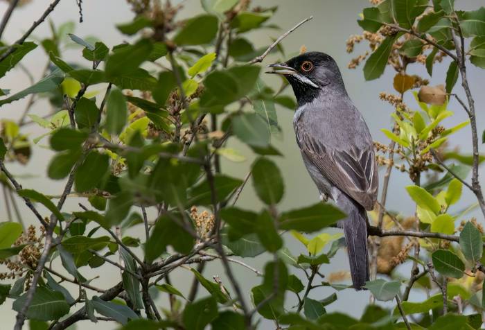 Rüppell's Warbler © Chris Griffin, May 2025.jpg