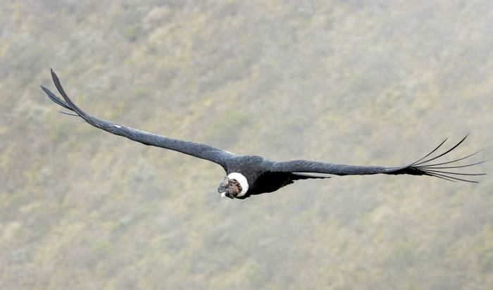 Andean Condor © Francisco Munoz