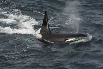Orca, Scotland shutterstock_1352868575.jpg