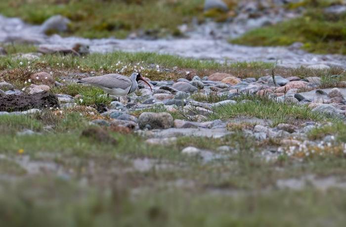 Ibisbill © Chris Griffin, May 2025