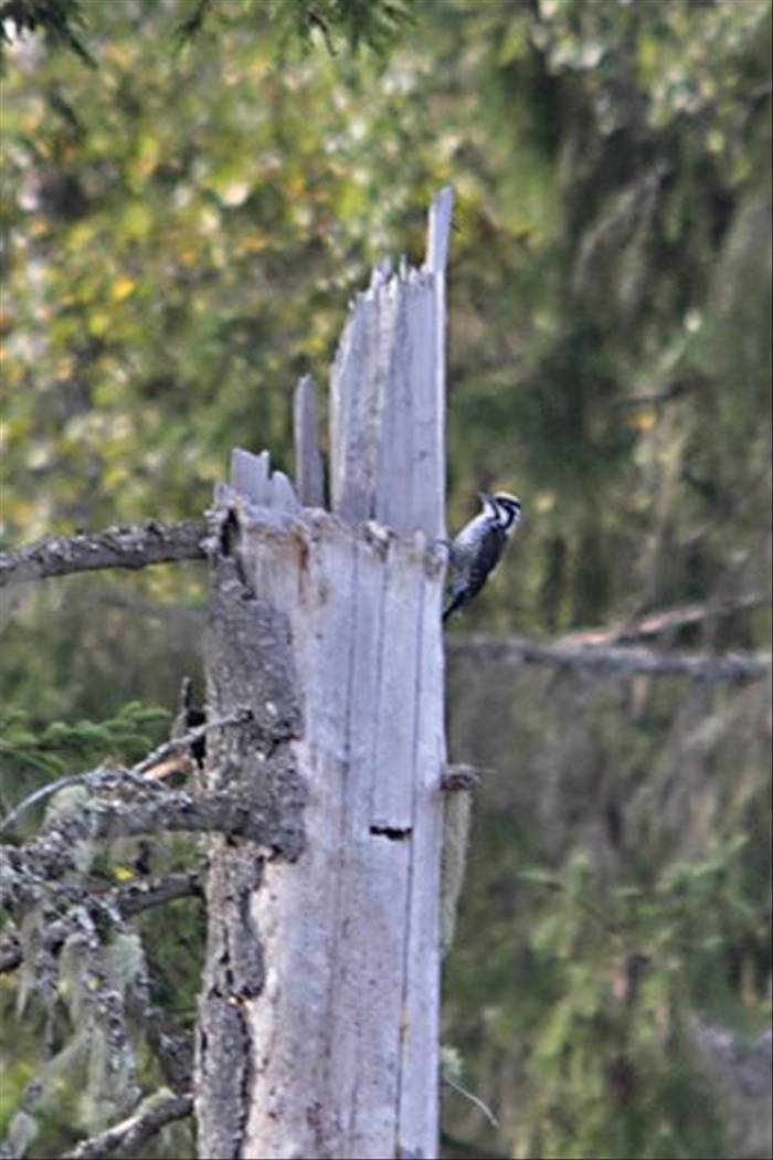 Three-toed Woodpecker (Daniel Green)