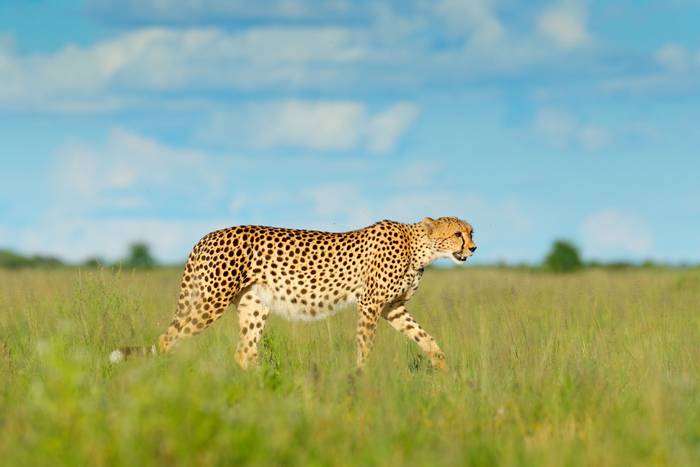 Cheetah,. Botswana shutterstock_1061441513.jpg