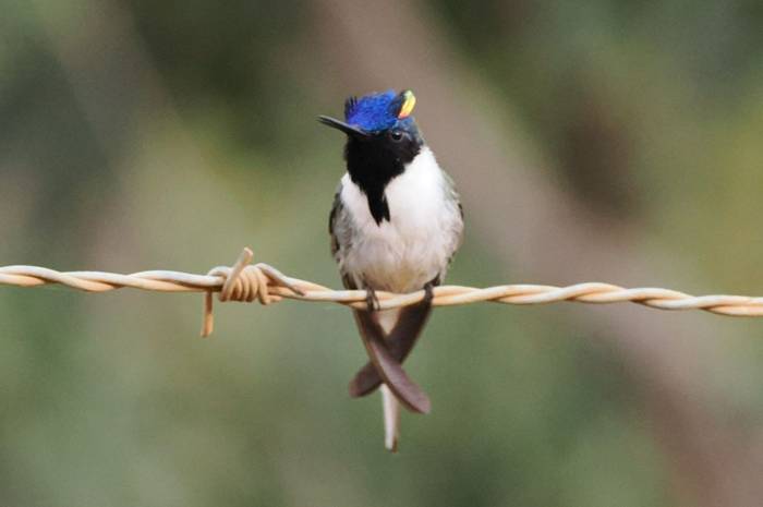 Horned Sungem (Andy Foster)